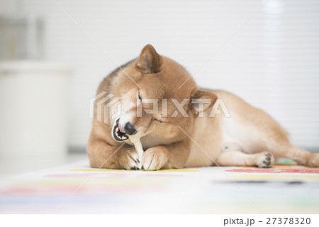おやつを食べる柴犬 27378320
