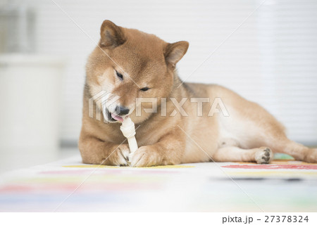 おやつを食べる柴犬 27378324