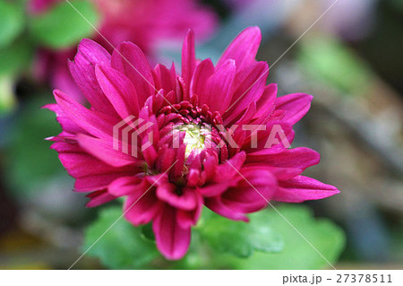 菊 キク 菊の花 27378511