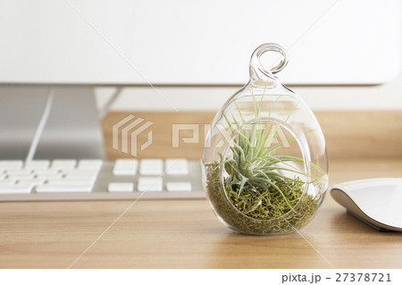 デスクに置く癒しのボタニカルライフ・テラリウム観葉植物の写真素材イメージ デスクに置く癒しのボタニカルライフ・テラリウム観葉植物の写真素材イメージ 27378721