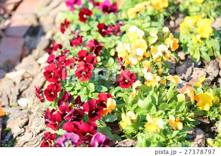 ビオラの花 27378797