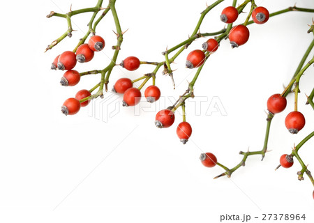 テリハノイバラの実 27378964