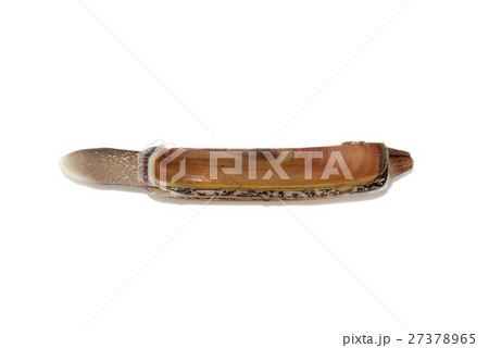 マテガイ 27378965