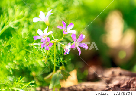 little beautiful pink flowers with a soft blur. little beautiful pink flowers with a soft blur. 27379803