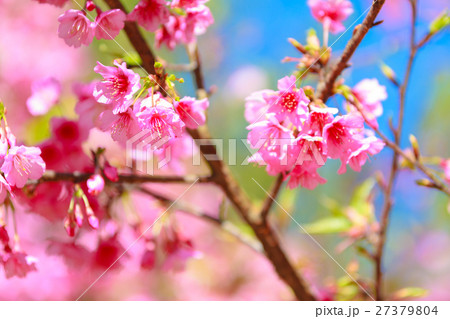 Closeup of Wild Himalayan Cherry. Closeup of Wild Himalayan Cherry. 27379804