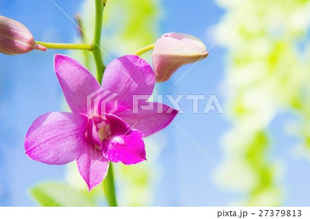 Purple orchids flower in colorful day 27379813