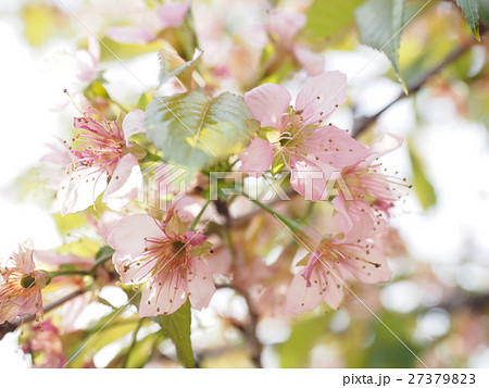 冬の花 冬の花 27379823