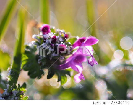 ホトケノザの花に霜が降りた朝 27380110