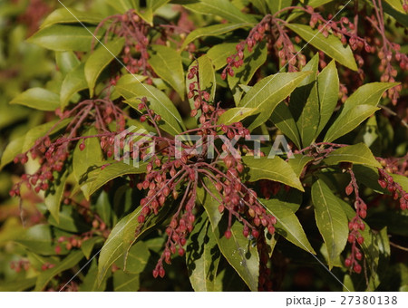 ブッドレア　 27380138