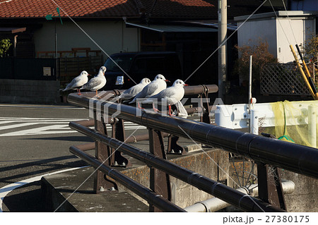 鳥 鳥インフルエンザ カモメ 鳥 鳥インフルエンザ カモメ 27380175