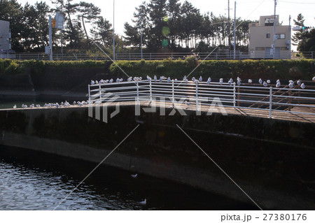 鳥 鳥インフルエンザ カモメ 鳥 鳥インフルエンザ カモメ 27380176