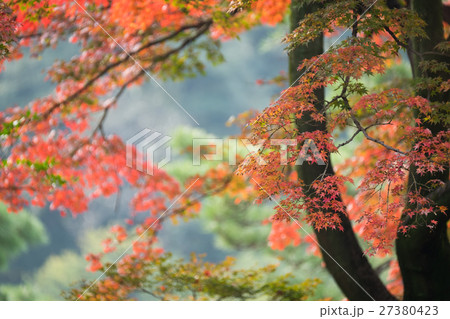 Autumn Autumn 27380423