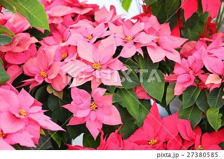 ポインセチアの花 27380585