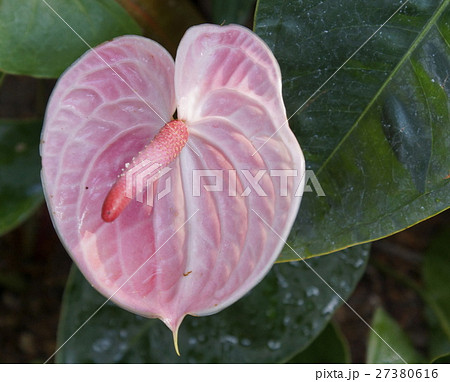 ベニウチワ 27380616