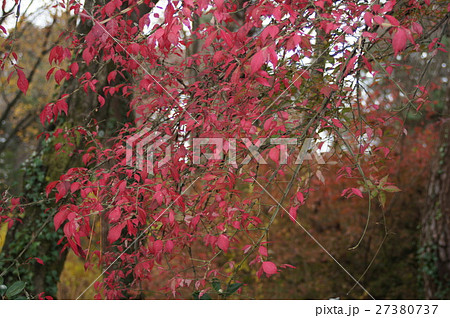 ニシキギの紅葉 27380737