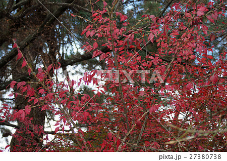 ニシキギの紅葉 27380738