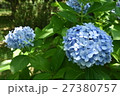 紫陽花 27380757