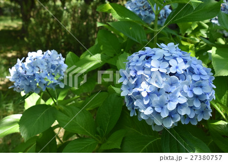 紫陽花 紫陽花 27380757