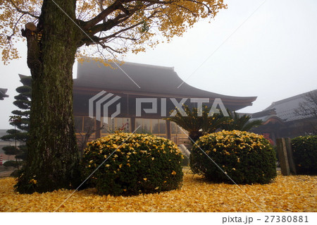 早朝の龍福寺の本堂とイチョウの落ち葉 27380881