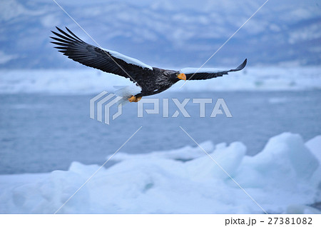 氷海に生きる 27381082