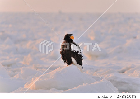 オホーツクの夜明け 27381088