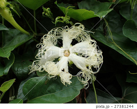 キカラスウリ 27381244