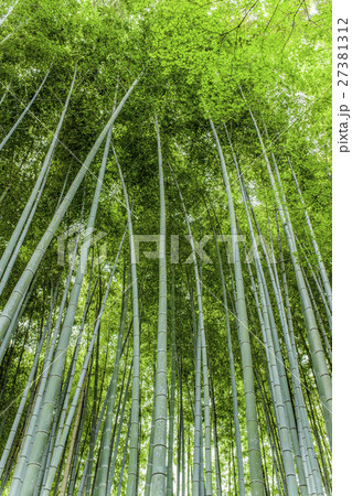 新緑の竹林 27381312