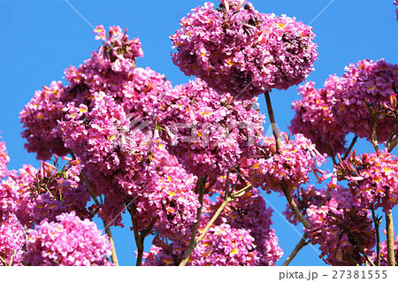 熱帯性 熱帯産 熱帯 27381555