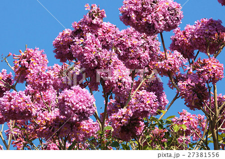 熱帯性 熱帯産 熱帯 27381556