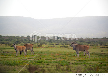 in south africa     wildlife   impala 27381982