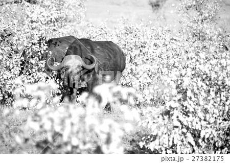 in south africa wildlife buffalo in south africa wildlife buffalo 27382175