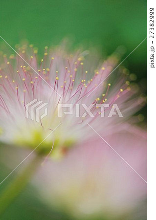 ねむの花 27382999