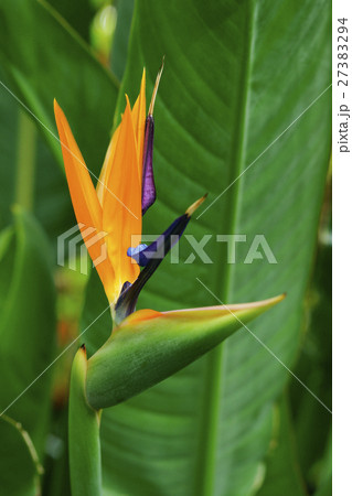 ストレリチア 27383294