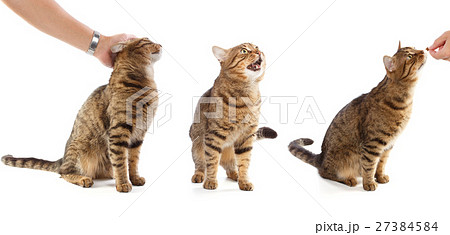 Beautiful adult striped tabby domestic cat in different poses - 27384584