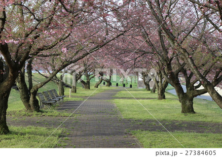 思川桜の通り 27384605