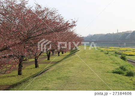 思川桜の通り 27384606