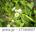 白い花 27384607