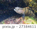 顔出し 27384611