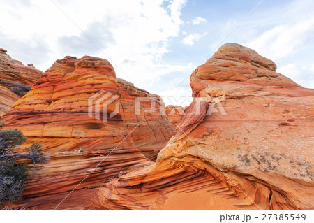 South coyote South coyote 27385549