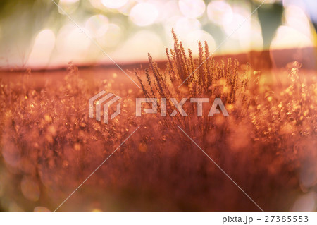 Sunny meadow 27385553