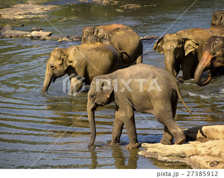 Elephant bathing at the orphanage 27385912