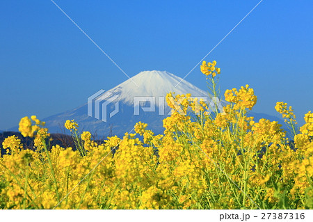 吾妻山公園の菜の花と富士山 吾妻山公園の菜の花と富士山 27387316