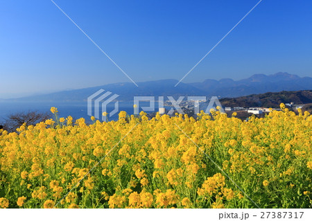 吾妻山公園の菜の花と眺望 吾妻山公園の菜の花と眺望 27387317