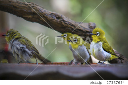 oriental white-eye 27387634