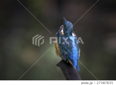 Common Kingfisher 27387635