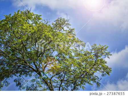 Top the tree with sky Top the tree with sky 27387655