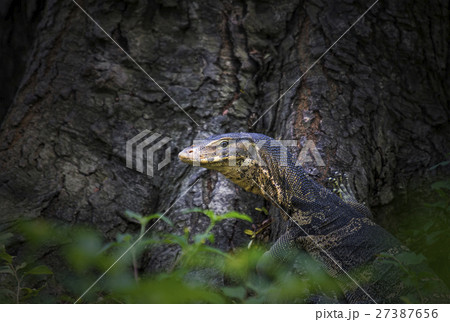 water monitor (Varanus salvator) 27387656