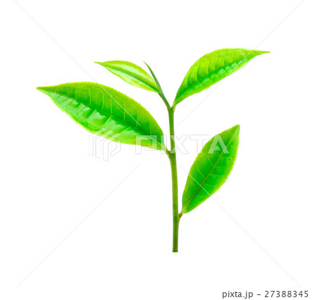 green tea leaf isolated on white background green tea leaf isolated on white background 27388345