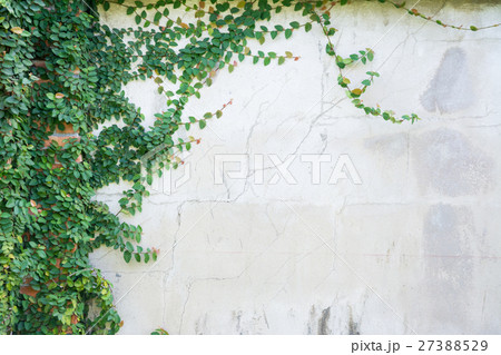 Ivy green with leaf on isolate white background 27388529