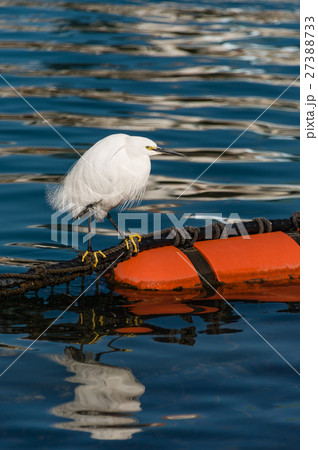コサギ 27388733